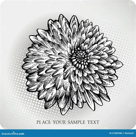 Chrysanthemum Flower Hand Drawn Vector Illustrati Stock Vector