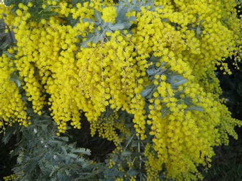 Australia, Australia Wattle Native Plant Yellow Golde #australia, #australia, #wattle, #native 