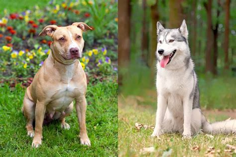Pitsky Pitbull And Husky Mix Info Pictures Facts Faqs And More
