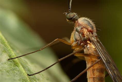 Window Gnat Close Up By Alliec Ephotozine