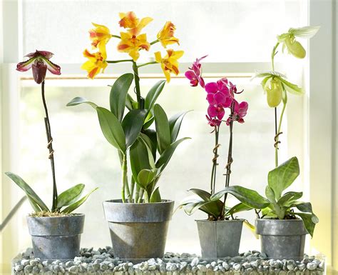 How To Grow Beautiful Orchids Year Round Orchid Pot Beautiful