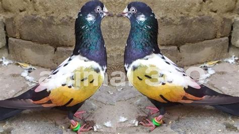 World Unique Exotic Fancy Pigeons In The World House And Breeding