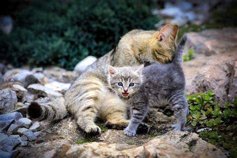 Cats Kitten Pets Free Photo On Pixabay Pixabay