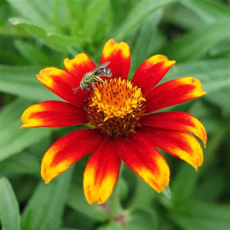 Zinnia Old Mexico Organic Adaptive Seeds