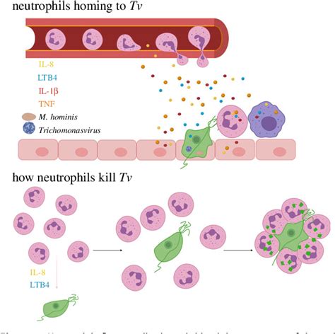 Figure From Neutrophil Interactions With The Sexually Transmitted Parasite Trichomonas