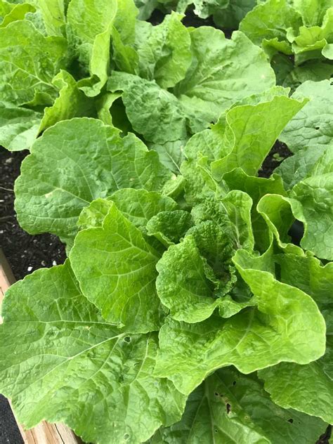 How to clean and store. Mustard Greens | Edible South Florida