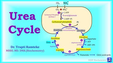 5 Urea Cycle Amino Acid Metabolism Biochemistry Njoy