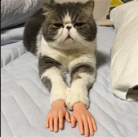People Are Either In Love With Or Totally Freaked Out By This Kitty With Hands Cats Cute