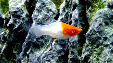 Koi Kohaku Swordtail Fish 4k Hd Wallpapers