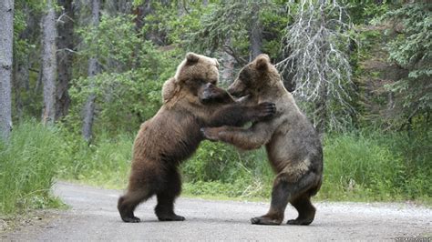 Fot Grafo Captura Briga Entre Ursos Bbc Brasil V Deos E Fotos