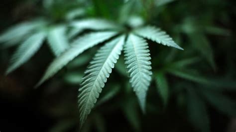 Minnesota House Passes Legislation To Legalize Adult Use Cannabis