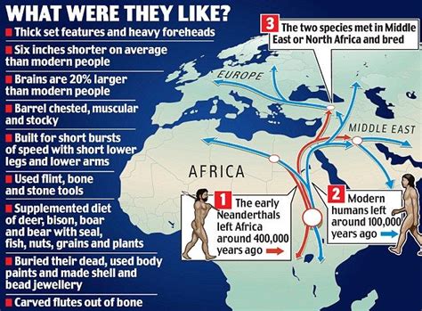 Experts Believe That Neanderthals And Modern Humans Shared A Common Ancestor In Africa Around