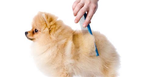 Mon, nov 30, 2020 8:08 am. Do Pomeranians Shed? What To Expect From Your Pom Puppy's Coat