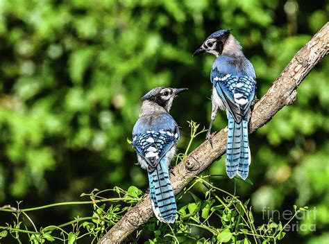 Exploring Blue Jays Do They Mate For Life Birds Of The Wild