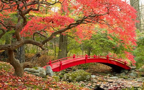 2k Free Download Bridge Red Autumn Tree Green Pink Peisaj Leaf
