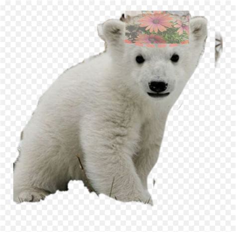 Baby Polar Bear W Sticker By Bel Mckee Polar Bear Emojipolar Bear