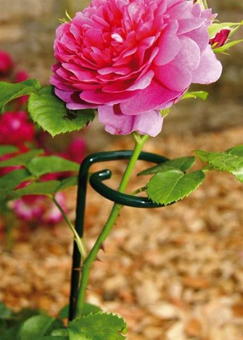 Stable Gathering Rings For Tall Flowers And Single Stem Plants Grow Up