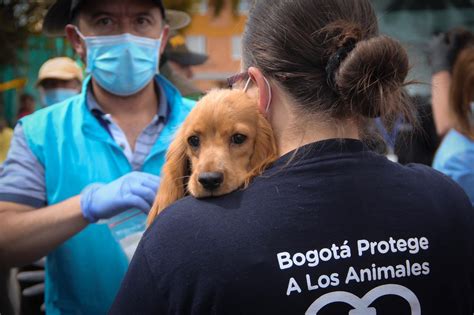 Traducir proteccion significado proteccion traducción de proteccion sinónimos de proteccion, antónimos de proteccion. Instituto de Protección Animal de Bogotá atendió a 150.000 ...