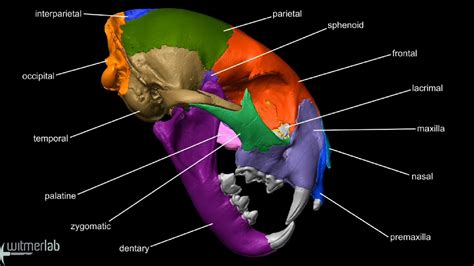 Bones need calcium to make them hard. Visible Interactive Bobcat - labeled skull bones - YouTube