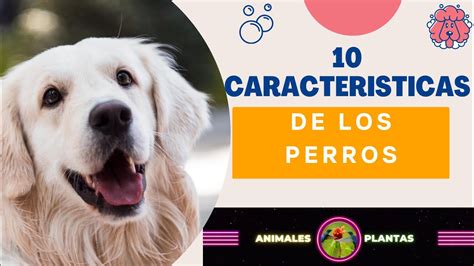 10 Características De Los Perros Youtube