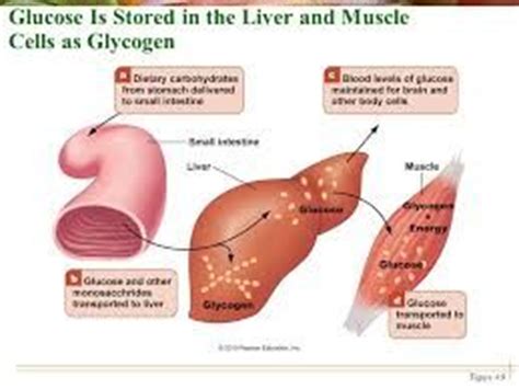 Glucose can be used immediately or stored in the liver and muscles for later use. Épinglé sur Chapter 26: Nutrition & Metabolism