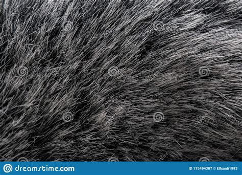 Black And White Animal Wool Texture Background Grey Natural Mink Wool