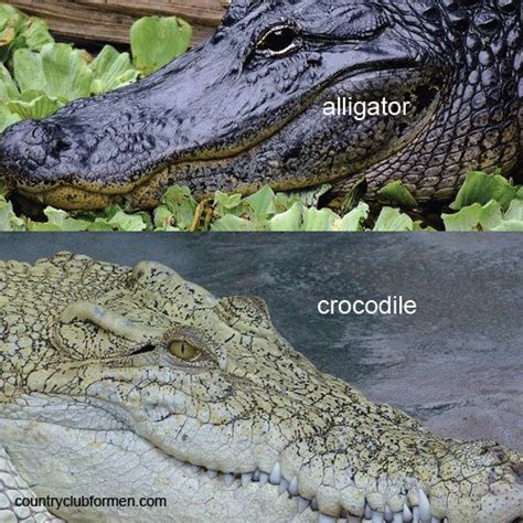 Nile Crocodile Vs Alligator Size May 14 2019 · Alligator And Crocodile