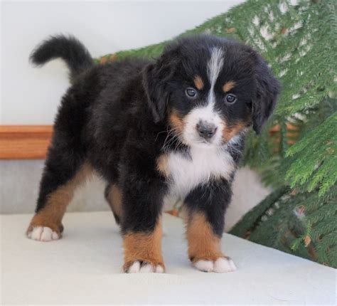 Akc Registered Bernese Mountain Dog For Sale Shiloh Oh
