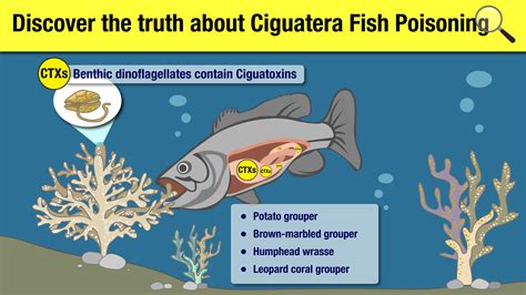 Discover The Truth About Ciguatera Fish Poisoning State Key