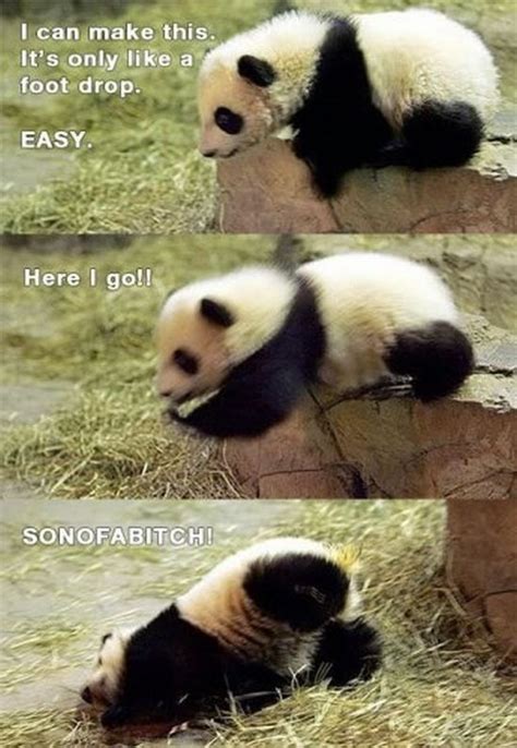 I Can Make It Funny Quotes Cute Memes Animals Quote Adorable Lol Panda