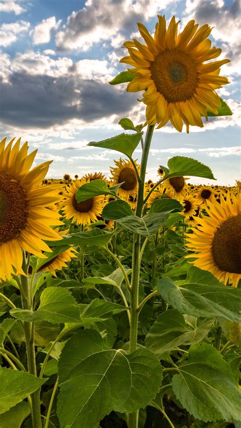 Sunflowers Wallpaper Backiee