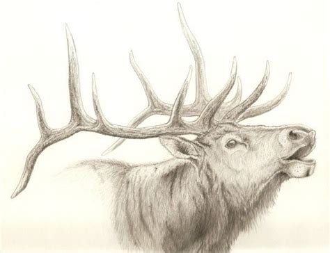 Christophers Art Studio Some Of My Work Elk Drawing Hunting