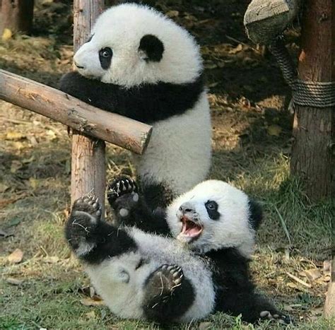 Nooo Like Follow And Share Pandaworldofficial For More Pandas