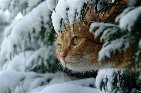 Tips On Winter Cat Care