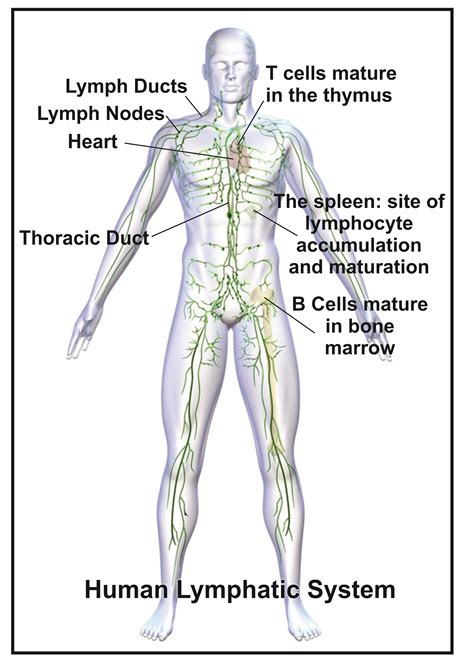 How Is The Lymphatic System Related To The Circulatory System