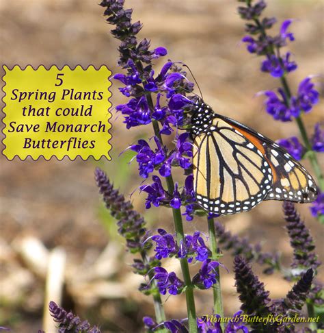 5 Spring Plants That Could Save Monarch Butterflies