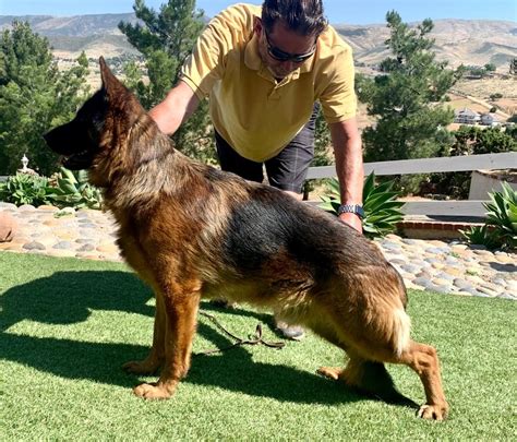 Adult German Shepherds For Sale High End Purebred And Imported German