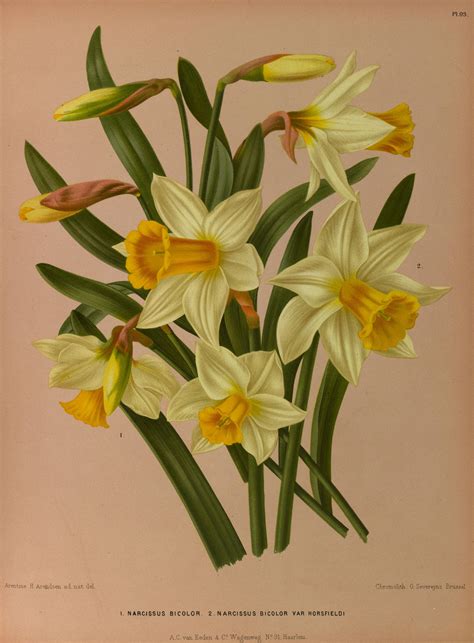 Beautiful Daffodil Image From Our Flowers Fruit Vegetables And Seeds