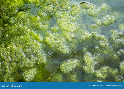 Green Moss In Water Moss Texture Background Stock Image Image Of
