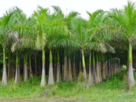 Roystonea Regia Florida Royal Palm 10 Seeds Etsy