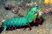 Camarão mantis tem o soco mais rápido e poderoso do oceano | Rota News