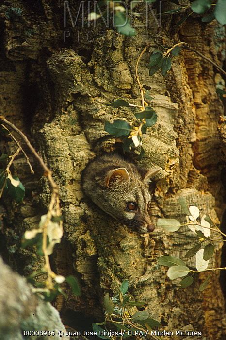 Small Spotted Genet Stock Photo Minden Pictures