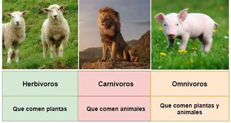 Reino Animal O Animalia Qué Es Clasificación Nutrición Y Ejemplos 2022