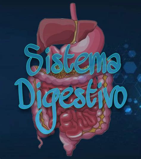 Sistema Digestivo Resiliêncialgbtqi Amino