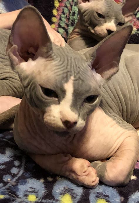 What Colors Do Sphynx Cats Come In Catsinfo