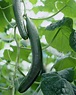 Cucumis sativus (Cucumbers) - Plantinfo