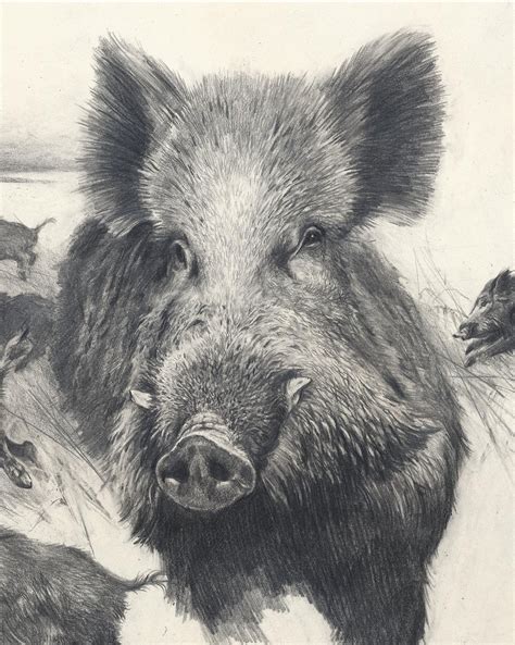 Wild Boars Hunt Graphic Drawing Signed Authors Etsy In 2020 Wild