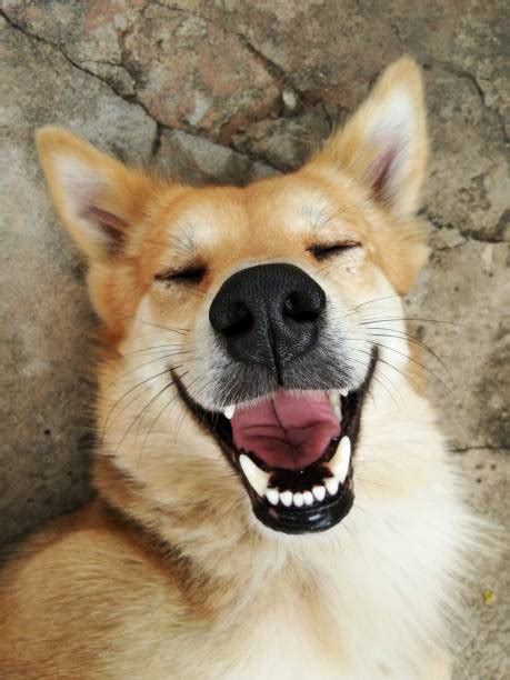 31000 Laughing Dog Stock Photos Pictures And Royalty Free Images Istock