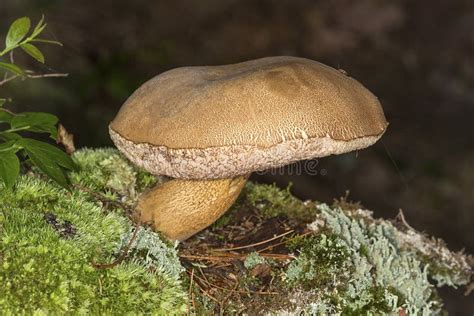 Brown Bolete Mushroom In Mosses In Sunapee New Hampshire Stock Image
