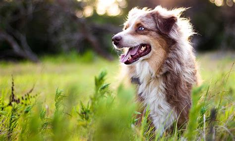 Perros De Campo Viven Una Vida Más Feliz Capu Y Bigotes